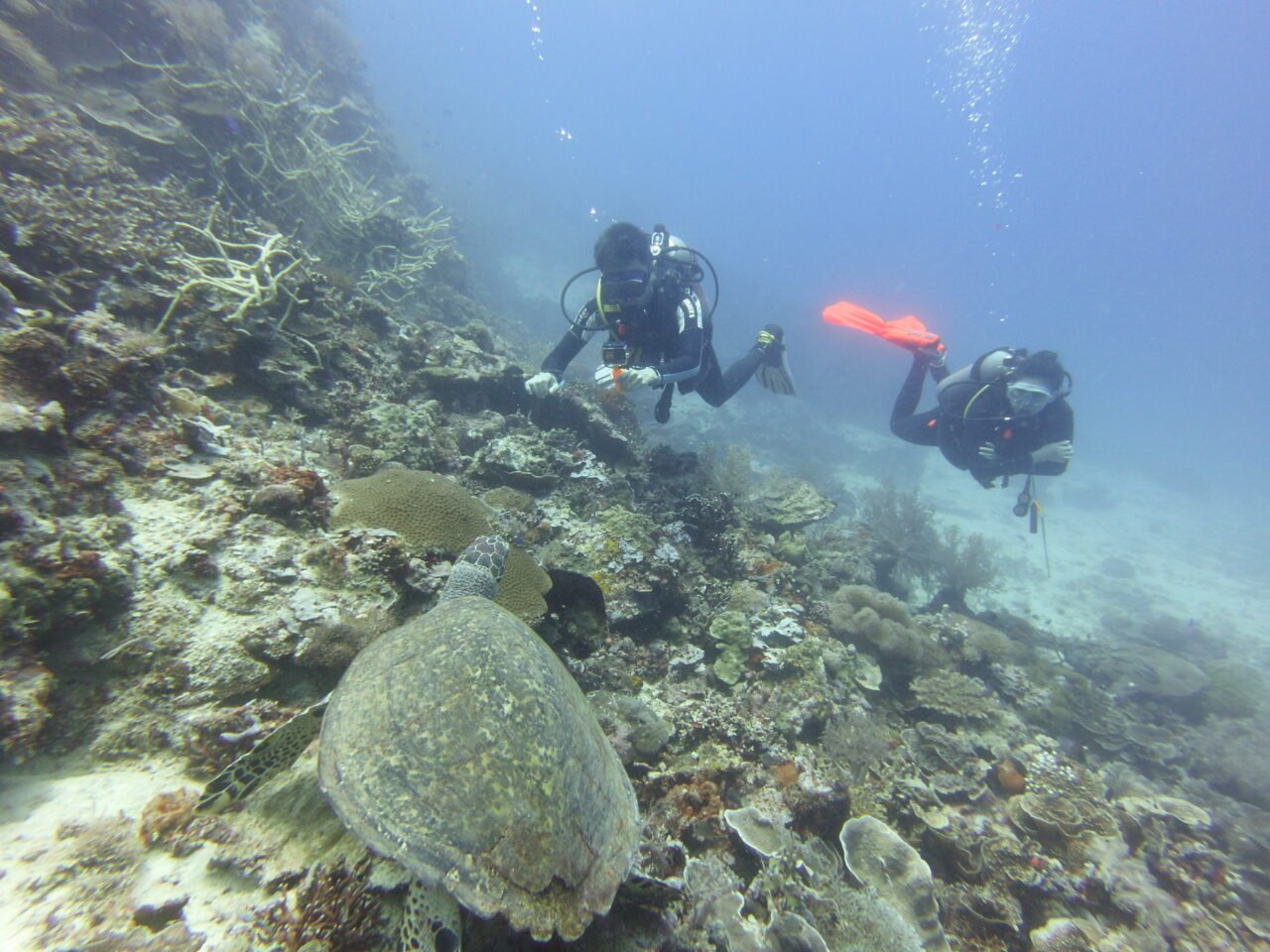 Siquijor Scuba Diving: Traveller's GUIDE (2024)