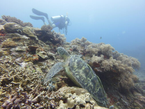 Scuba diver next to turtle and coral at Toscana Reef dive site of Sipalay.