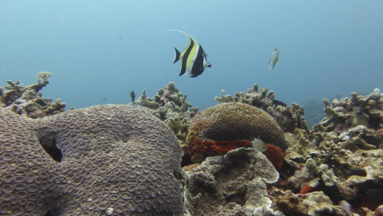 Reef fish and coral in Sipalay.