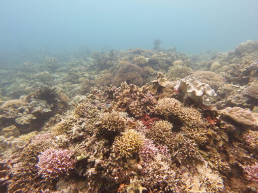 Habok Habok Dive Site coral reef.