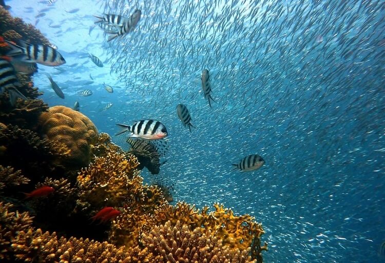 abundant coral reef anf fish